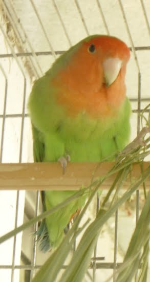 [longf+macho+harry.bmp]