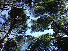New Zealand Canopy