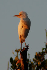 Cattle Egret