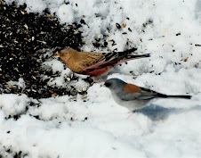 Brown-capped Rosy-Finch