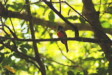 Collared Trogon