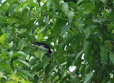 Great Antshrike