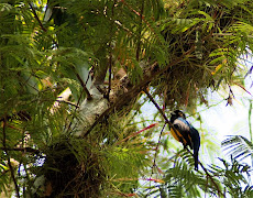 Violaceous Trogon