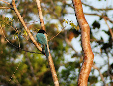 Yucatan Jay