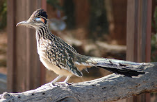 Greater Roadrunner