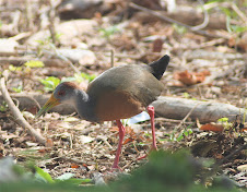 Grey-necked Wood-Rail