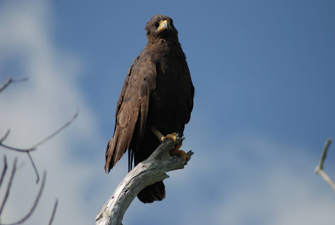 Common Black Hawk