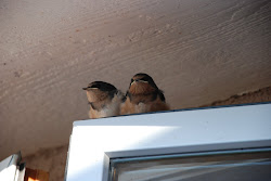 Barn Swallow Fledglings