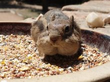 Suicidal Squirrels, and Other Hazzards