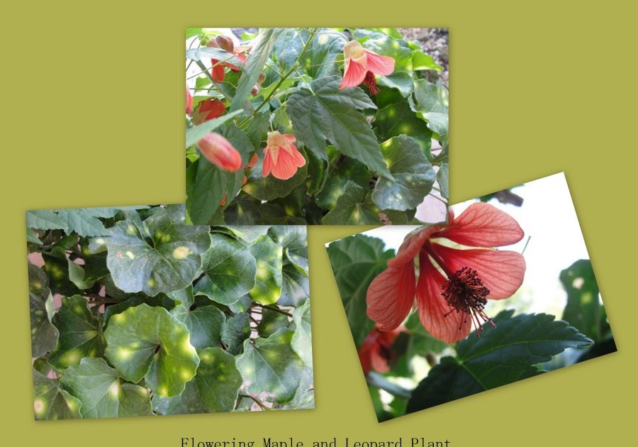 Central Florida Gardener More ColdHardy Plants