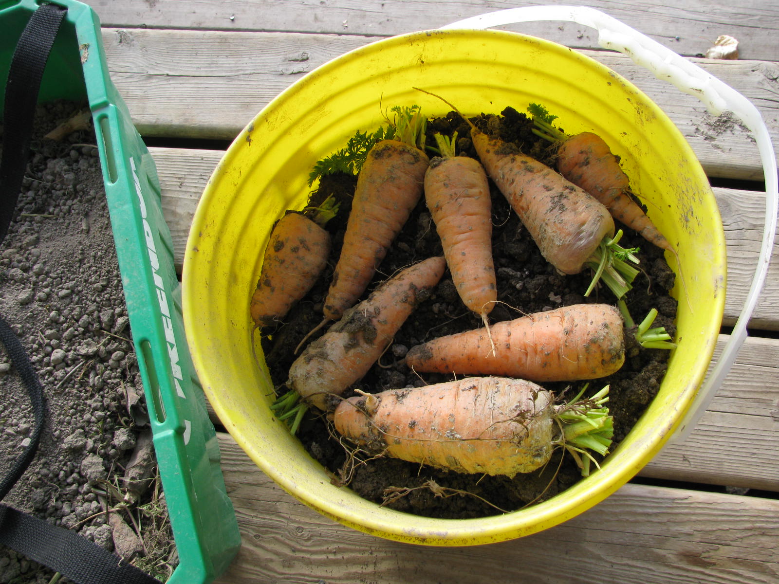 Country Living in a Cariboo Valley Storing Carrots for the Winter