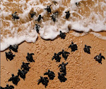 Tartarugas Marinhas