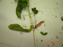 Identical caterpillars in different instars