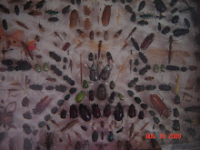 Collection of Insects