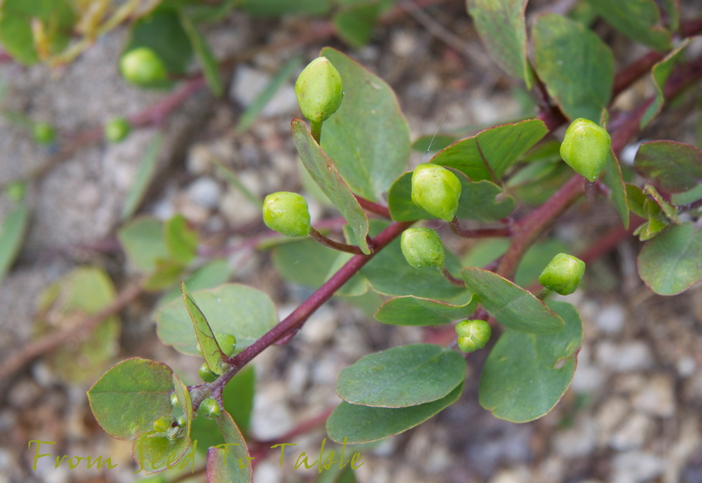 From Seed To Table Capers