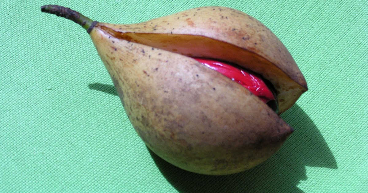 Enriching your kid! The Nutmeg Fruit