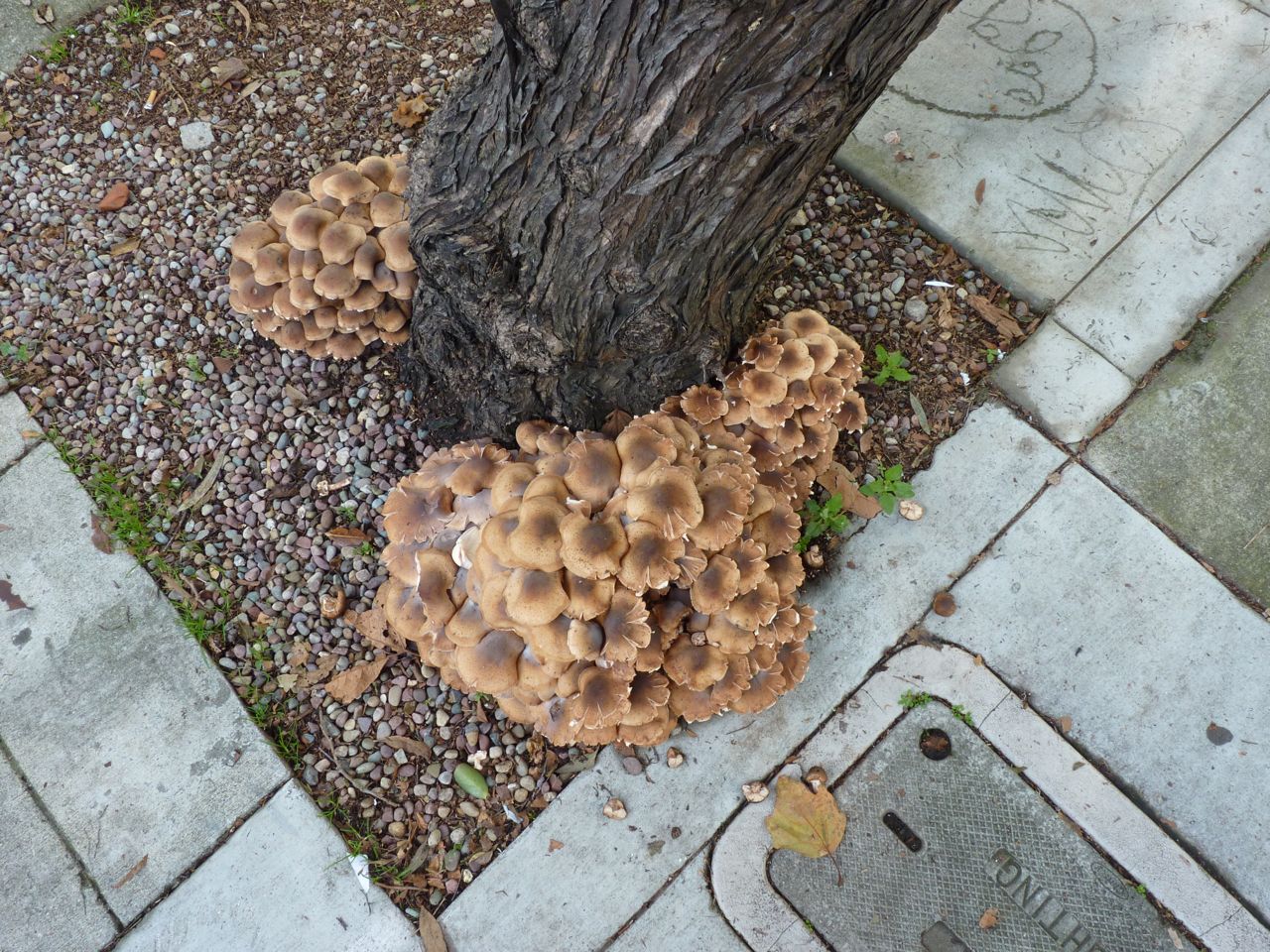 Bay Treks Sidewalk Mushrooms