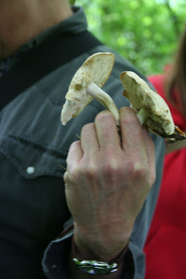 St Georges mushrooms