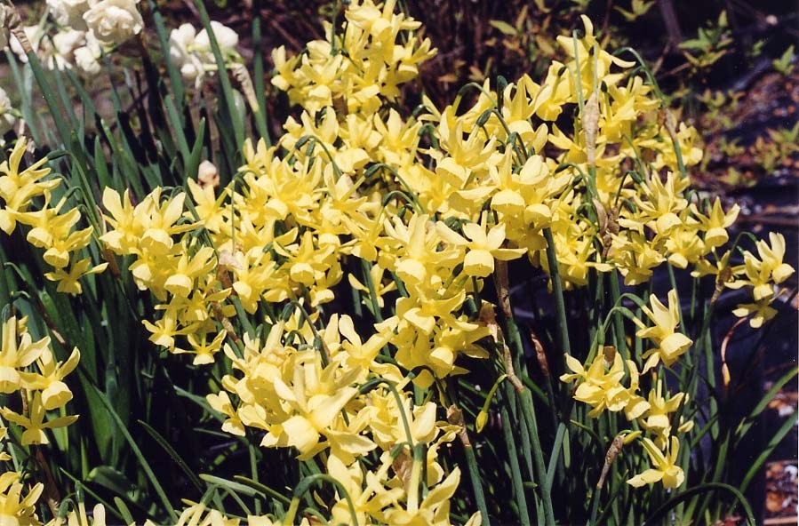 Rustling Leaves Narcissus Pictures