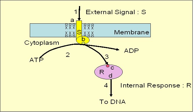 [S-R+System.bmp]