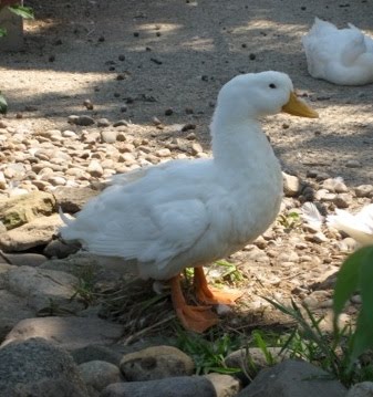 [duckduck.jpg]