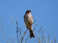 triguero