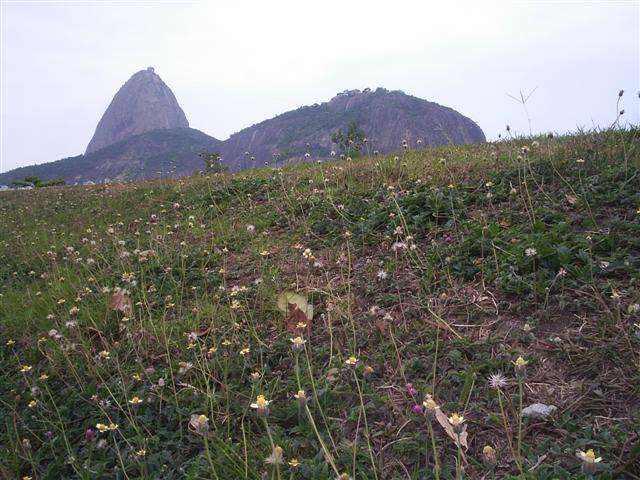 Pão de Açúcar e flores rasteiras