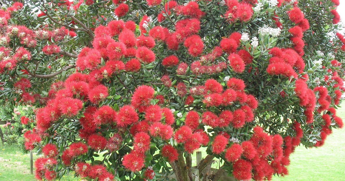 New Zealand's Christmas Tree