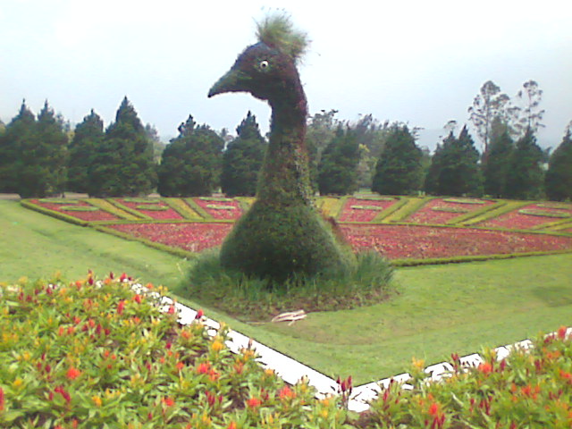 Taman Bunga Cipanas
