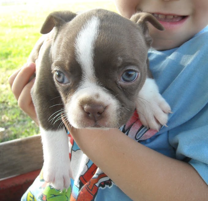 What is a seal Boston terrier?
