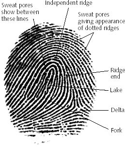 [fingerprintdetail[1].jpg]