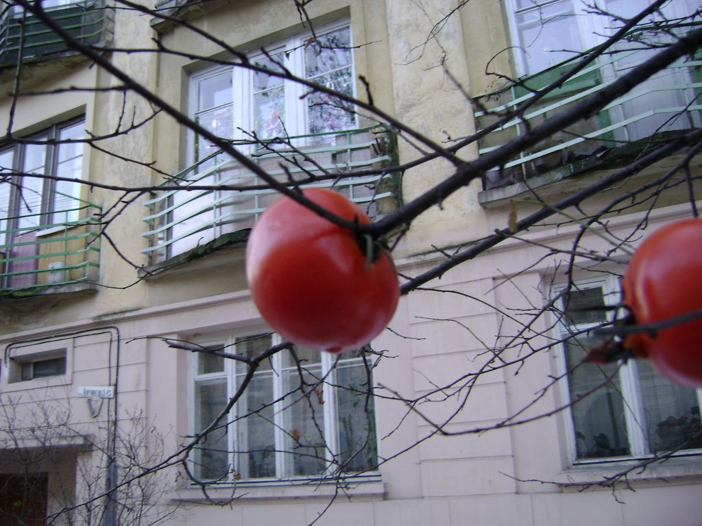 [DSC04379.JPG]