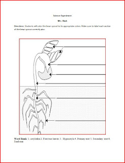 Mr.Black's 3rd Grade Science Class