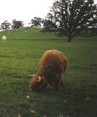 Highland Cattle