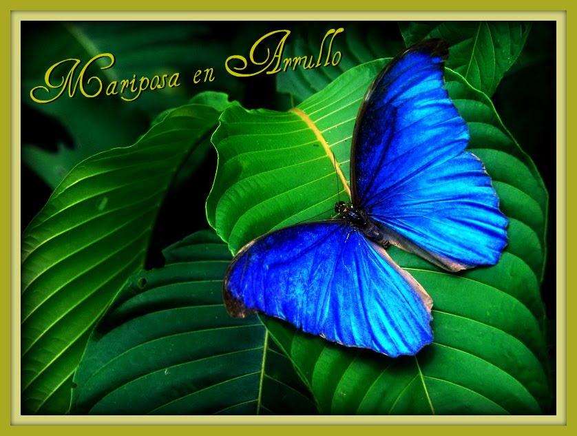 Mariposa en Arrullo