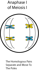 Biology: Chapter 5 Summary - Meiosis