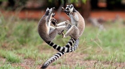 lemurs-jumping.jpg