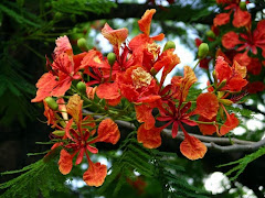 Flamboyante flowers in Summer