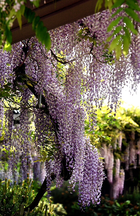 Wisteria Care