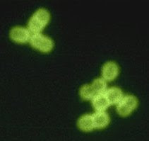 Streptococcus pneumoniae in spinal fluid. FA stain (digitally colorized). Content Providers(s): CDC/Dr. M.S. Mitchell. Streptococcus pneumoniae in spinal fluid. FA stain (digitally colorized). Content Providers(s): CDC/Dr. M.S. Mitchell.