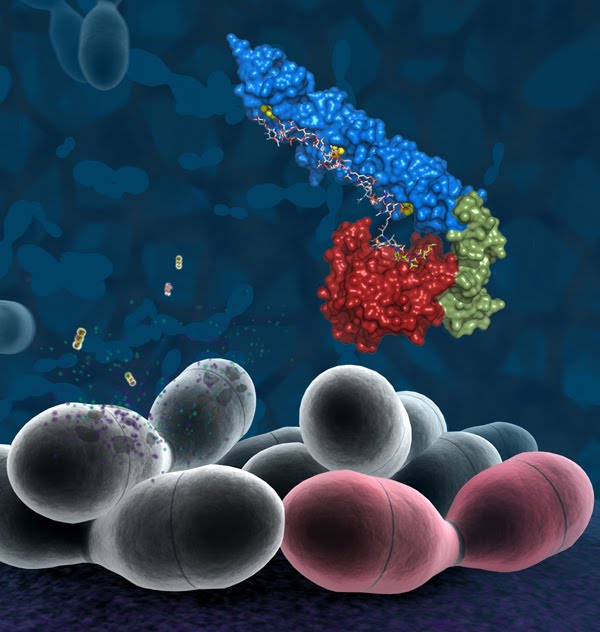 Composite image showing LytC and pneumocci. Source: CSIC.es Imagen neumococos. Fuente: CSIC.es