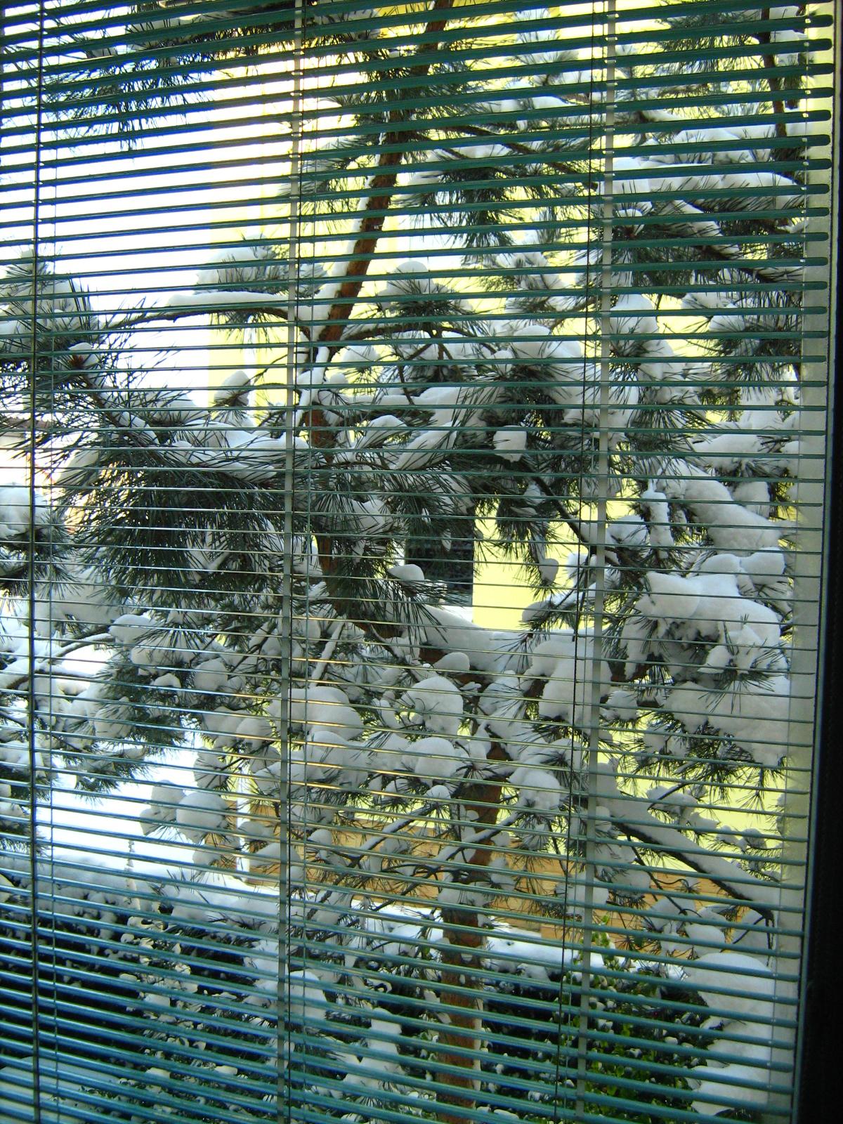 [10+pine.JPG]