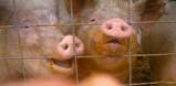 Smilin' Pigs