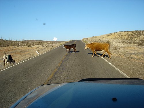 [moo_cows.jpg]