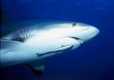 [shark2.jpg]
