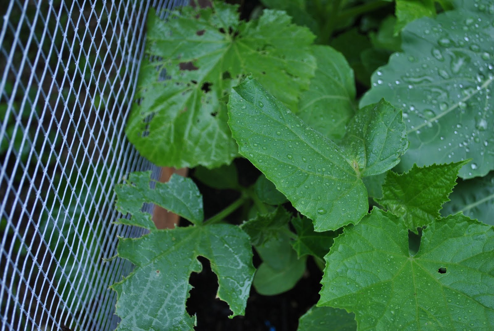 Ramble On Rose What is eating my squashes??