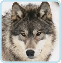 Wolf Face