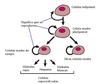 tipo de celulas madre tipo de celulas madre