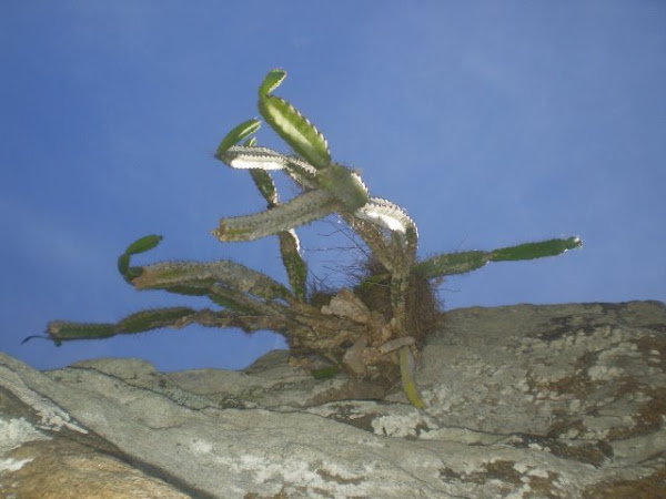 Cáctos na pedra a sol apino!