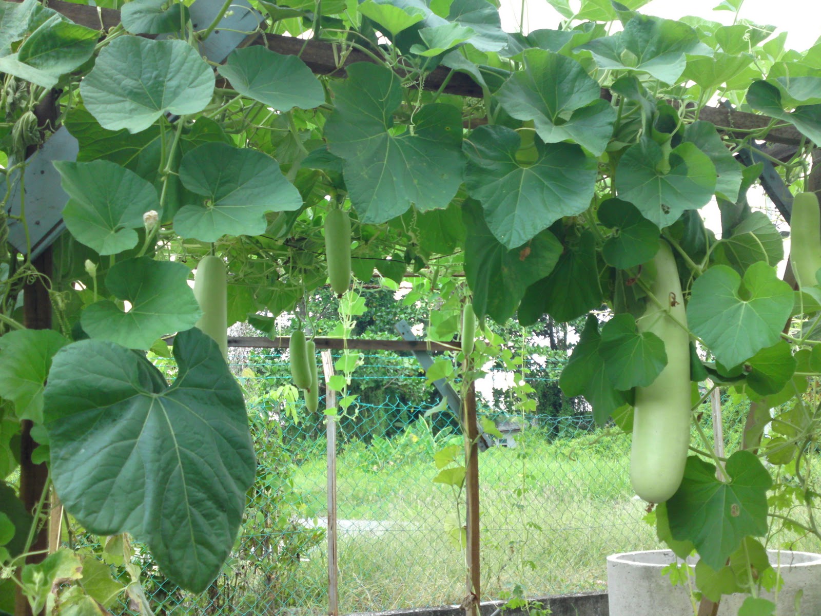 Pertanian Khb Hilir Perak